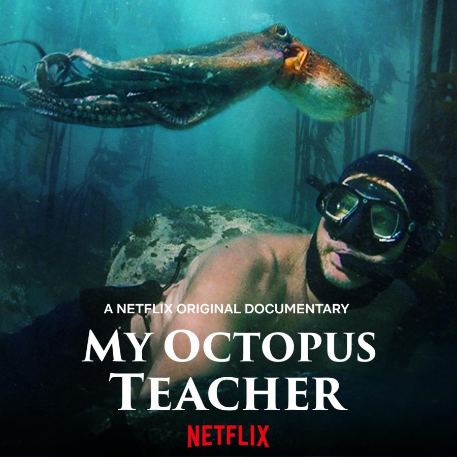 ดูหนังออนไลน์ Netflix  My Octopus Teacher 2020 nunghdmai